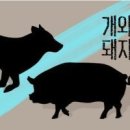 퍼주면돼지 이미지