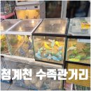 현대수족관 | 동대문 청계천 수족관거리 물고기 애완동물 거리 위치 주차 가는길