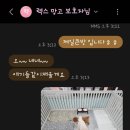 놀고쉬다가개