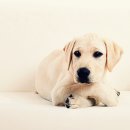 낼름 낼름 이미지