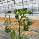 흥농팜아그로 이미지