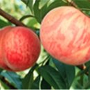 수미과일 이미지