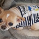 오늘DOG예쁨 이미지