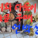 가시와다육이