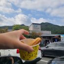 별마로버섯 이미지