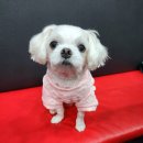 핑크강아지 이미지