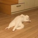 야옹야옹 이미지