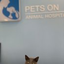 페츠온동물병원 이미지