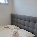 데뮤어