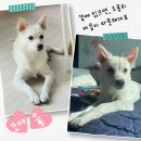 코야 이미지