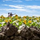 상이농장 이미지