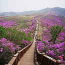 고일주유소 Daum카페