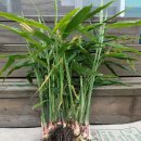 절임배추/생강/밤/고구마/돌배 /깐마늘/김치/판매 합니다 이미지