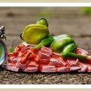 청개구리 이미지