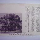 천안(天安) 우편엽서(郵便葉書), 천안호도의 유래와 전설 (1930년대) 이미지