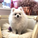 구름동물병원 이미지