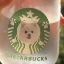 강아지산책 | 🐶 맞춤형 강아지 커스텀 산책 물병, 개타벅스 후기