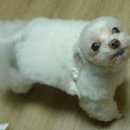 금강머리