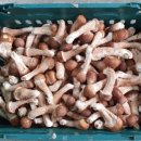 농업회사법인 더 팸팜 이미지