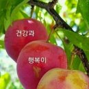 호체 - 강남구 봉은사로30길 70 | 호체