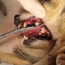 금천 24시 K동물의료센터 이미지