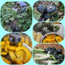 단호박 판매합니다 ^^( 판매완료 감사합니다) 이미지