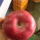 안고농장 이미지