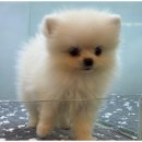 도그스토리 | 강아지 무료분양과 입양의 새로운 지평, 인천검단 도그마루 방문기!