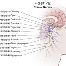 신경계 후려치기2-말초신경(뇌신경,척수신경,체성신경,자율신경,운동신경,감각신경,교감신경,부교감신경) 이미지