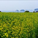 경주 반월성과 거제도 신선대 유채꽃 이미지