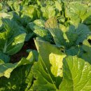 향남농장 이미지