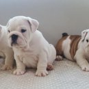 똥꼬발랄 이미지