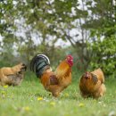 가시어멍 이미지