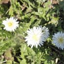 민들래농원 이미지