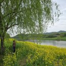된밭공원 | [나주 가볼 만한 곳] 영산강 동섬 유채꽃밭 킥보드 절대 금지! 꿀팁 가득 솔직후기 (feat. 주차, 개화...