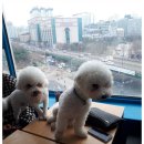 커멍요 이미지
