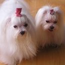 주주애견 이미지