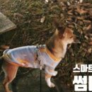 워시팡팡IT점