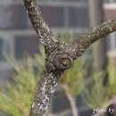 소나무 솜벌레 또는 깍지벌레와 그을음병 그리고 석회유황합제 이미지
