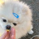 제이에스펫