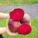 띠앗농장 이미지