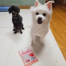 코코독(cocodog) 네이버블로그