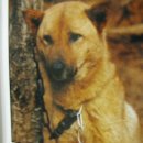 진도개영농조합 이미지