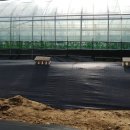 주철농장 이미지