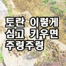 토란 이렇게 심고 키우면 주렁주렁 달림 이미지