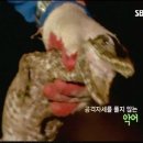 이상한파충류
