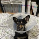 맑은눈 동물병원 이미지