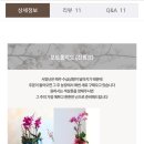 블루밍히아