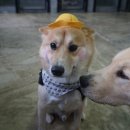 쪼꼬네유치원2 이미지