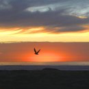 To the Sea 이미지